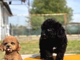 Ruhsatlı Çiftlikten Uygun Poodle Yavrular