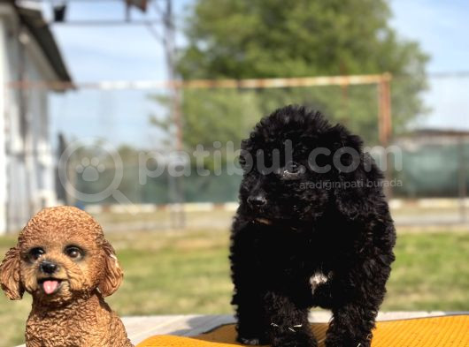 Ruhsatlı Çiftlikten Uygun Poodle Yavrular