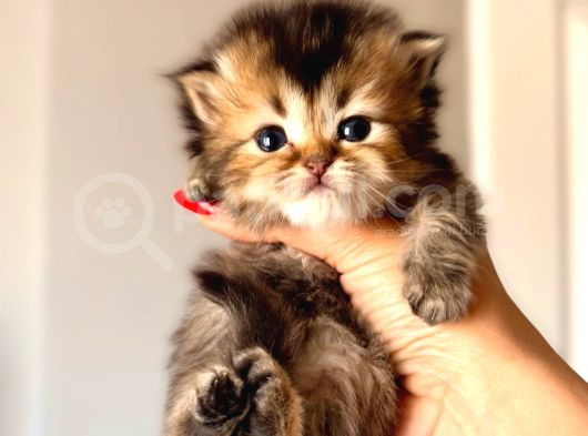 Black Golden Bebekler