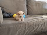 ev doğumu maltipoo yavrularımız