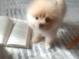 Yavru Pomeranian Boo Erkek