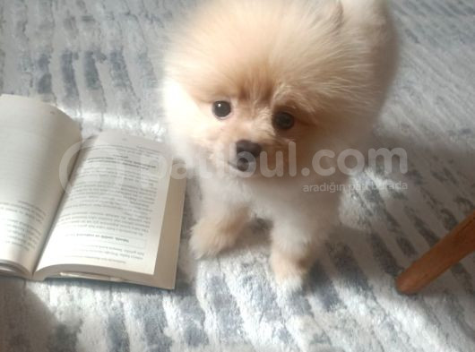 Yavru Pomeranian Boo Erkek
