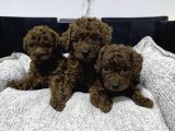 Minicik Kore Poodle Yavruları
