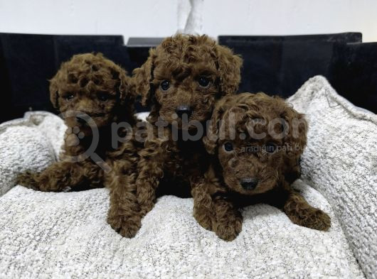 Minicik Kore Poodle Yavruları görsel