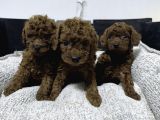 Minicik Kore Poodle Yavruları