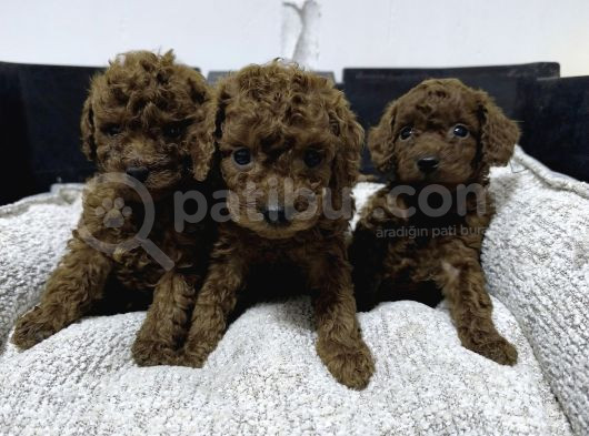 Minicik Kore Poodle Yavruları görsel