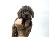 Minicik Kore poodle yavruları