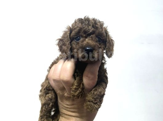Minicik Kore Poodle Yavruları