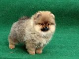 Üst Kalite Aşılı Cipli Eğitimli Pomeranian Boo Bebekler