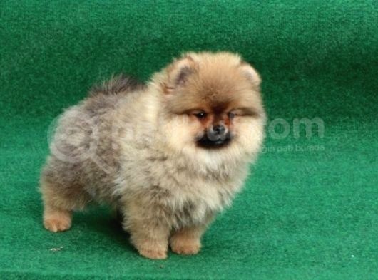 Üst Kalite Aşılı Cipli Eğitimli Pomeranian Boo Bebekler görsel