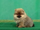 Üst kalite aşılı cipli eğitimli pomeranian boo bebekler