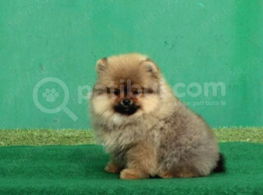 Üst Kalite Aşılı Cipli Eğitimli Pomeranian Boo Bebekler