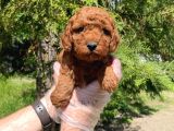 RED BROWNE TOY POODLE BEBEKLERİMİZ