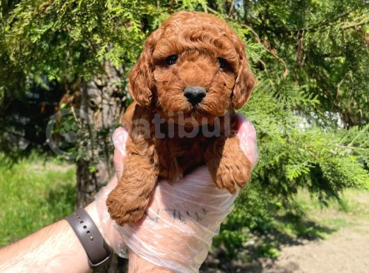 RED BROWNE TOY POODLE BEBEKLERİMİZ