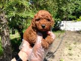 Red Browne Toy Poodle Bebekleri̇mi̇z
