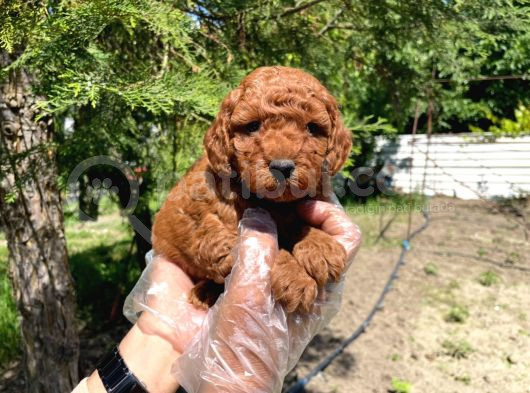 Red Browne Toy Poodle Bebekleri̇mi̇z görsel