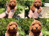 Red Browne Toy Poodle Bebekleri̇mi̇z