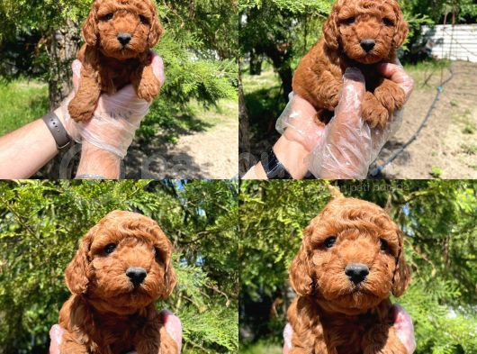 Red Browne Toy Poodle Bebekleri̇mi̇z görsel