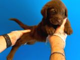 CHOCOLATE LABRADOR YAVRULARI