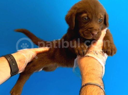 Chocolate Labrador Yavrulari