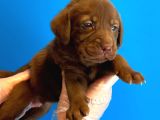 Chocolate Labrador Yavrulari