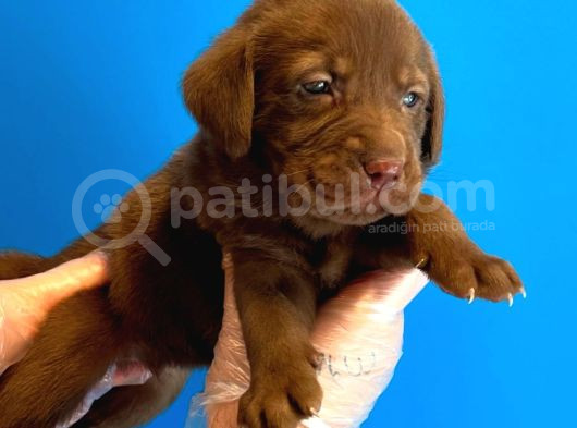 Chocolate Labrador Yavrulari görsel