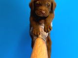 Chocolate Labrador Yavrulari
