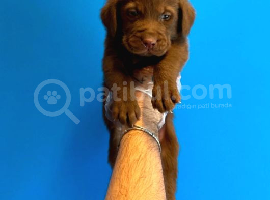 Chocolate Labrador Yavrulari görsel
