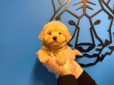 OYUNCAK SURAT MALTİPOO YAVRULARI