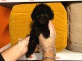 TEA CUP BLACK POODLE YAVRULARI