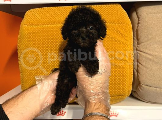 Tea Cup Black Poodle Yavrulari