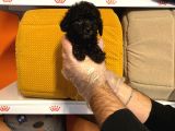 Tea Cup Black Poodle Yavrulari