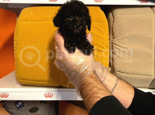 Tea Cup Black Poodle Yavrulari görsel