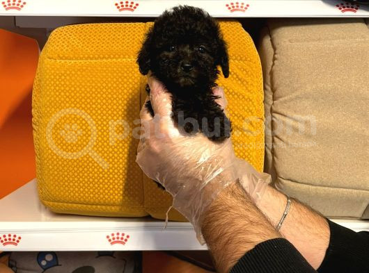 Tea Cup Black Poodle Yavrulari görsel