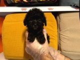 Tea Cup Black Poodle Yavrulari