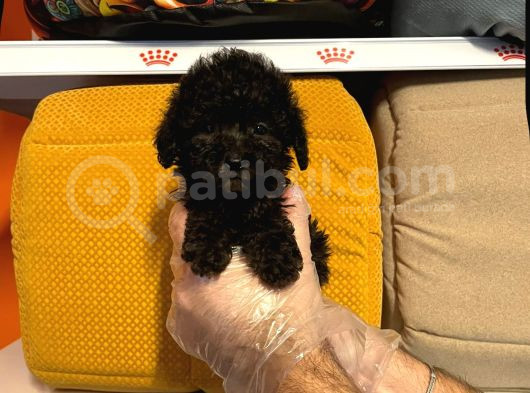 Tea Cup Black Poodle Yavrulari görsel