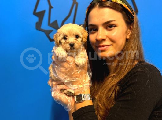 ŞİRİN VE ÖZEL MALTİPOO YAVRULARI