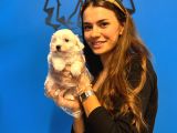 Tea Cup Kar Beyaz Maltese Terri̇er Yavrulari