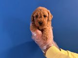 Orji̇nal Toy Poodle Bebekleri̇mi̇z
