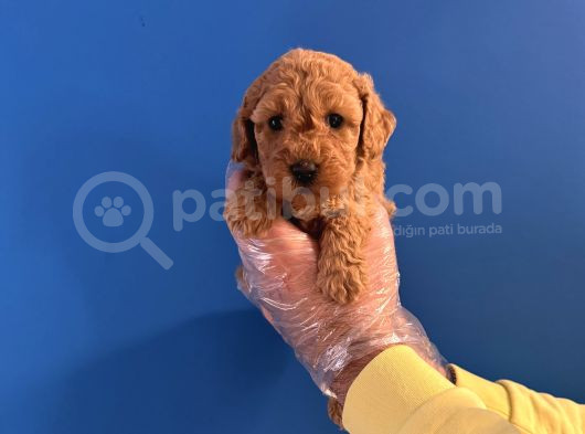 Orji̇nal Toy Poodle Bebekleri̇mi̇z görsel