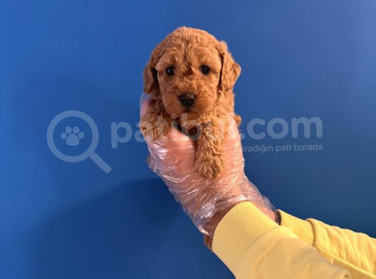 Orji̇nal Toy Poodle Bebekleri̇mi̇z
