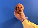 Orji̇nal Toy Poodle Bebekleri̇mi̇z