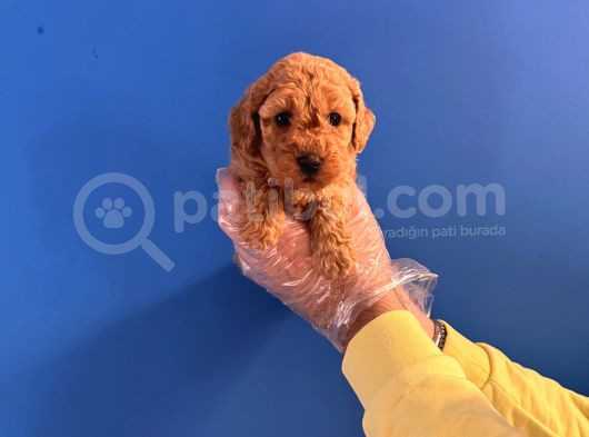 Orji̇nal Toy Poodle Bebekleri̇mi̇z görsel