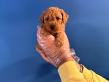 Orji̇nal Toy Poodle Bebekleri̇mi̇z
