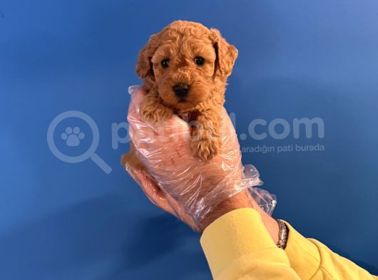Orji̇nal Toy Poodle Bebekleri̇mi̇z görsel