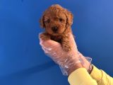 Oyuncak Surat Red Poodle Yavrularimiz