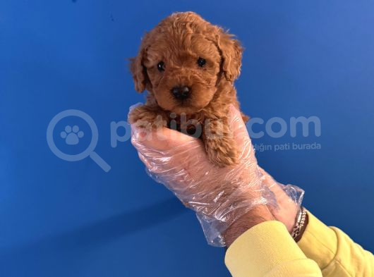 Oyuncak Surat Red Poodle Yavrularimiz görsel