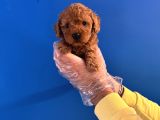 Oyuncak Surat Red Poodle Yavrularimiz