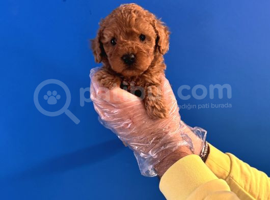 Oyuncak Surat Red Poodle Yavrularimiz görsel