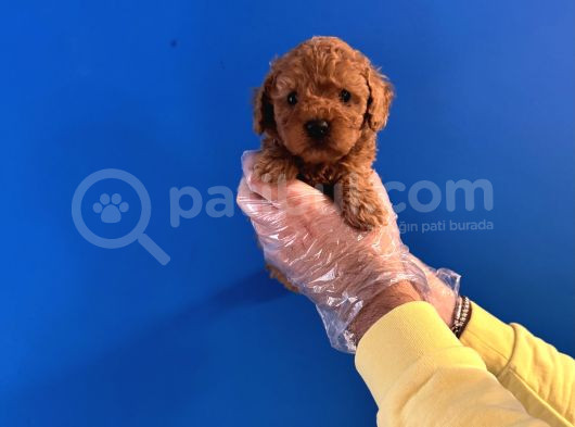OYUNCAK SURAT RED POODLE YAVRULARIMIZ
